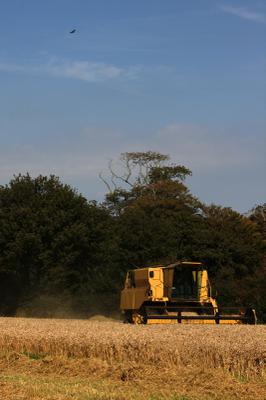A buzzard was keeping an eye out for small rodents disturbed by the combine.