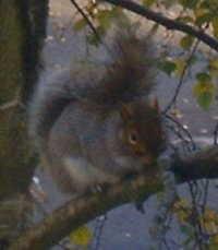 A squirrel that sat outside my window for sometime, unfortunately just when I tried to open the somewhat dirty window for a better picture a particularly noisy car drove past.